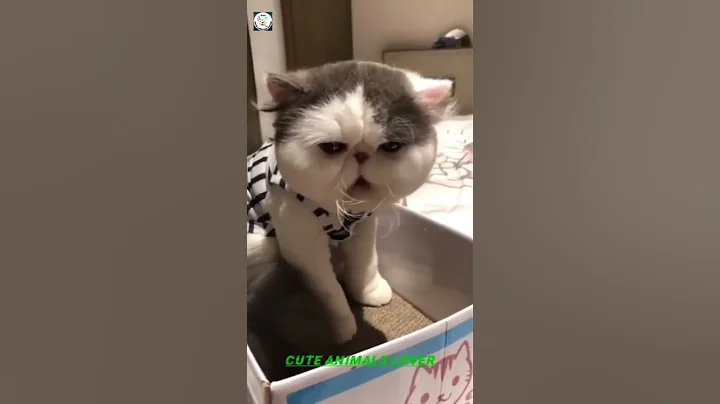 Video 3855621: cats meowing compilation funnycats, cat meows funnycat kitten, kittens meowing compilation funny