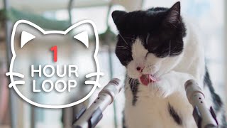 ASMR Cat Grooming  #74 (1 HOUR LOOP)