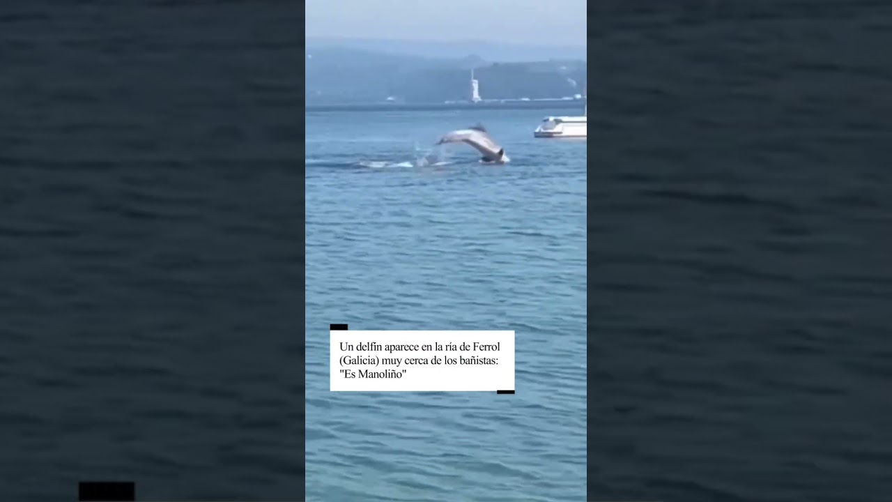 🐬 Un delfín aparece en la ría de Ferrol (Galicia) cerca de los bañistas: "Es Manoliño"