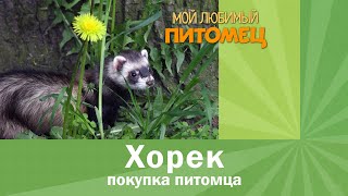 Покупка хорька: ГДЕ, КАК, КОГДА?