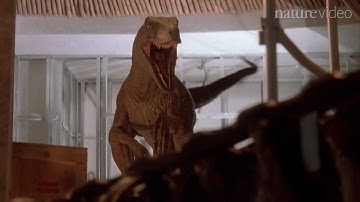 Leaping lizards! - by Nature Video