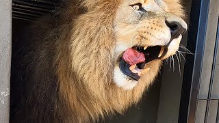 Walking with Grumpy Lions Unathi & Icarus | The Lion Whisperer