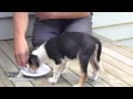 How to Train a Puppy- Aggression Around the Food Bowl How to Train a Puppy- Aggression Around the Food Bowl