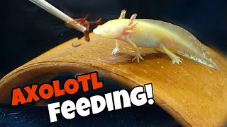 24K Gold AXOLOTL Worm FEEDING *How to Feed Your Pet Axolotl* by Joey Slay Em 9,560 views 1 year ago 12 minutes, 10 seconds