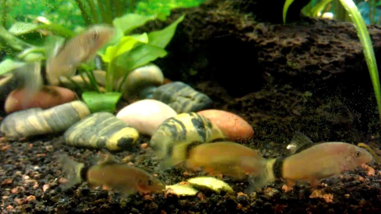 Skunk Loach vs Algae Wafer