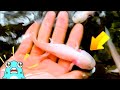 【動物園アニメ】イズーに行ったサメニンジャーその２