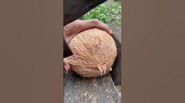 smart way to open jumbo coconut from its shell