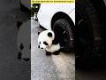where is the panda #Catsoftiktok #CatLovers #cat #cute #FunnyCats #catcartoon #fyp