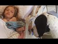 Riesiger Hund lässt Millionen Herzen schmelzen, als er sich dem Krankenbett eines Mädchens nähert