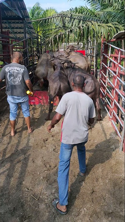 kerbau jahat naik lori