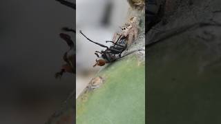Spider eating fly ( #petasmr )