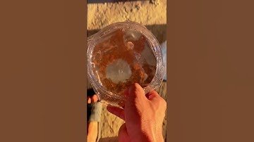 Setup thùng form cá lóc ngoài trời #caloc #guppy #caloccanh #fish #calockieng #fishing #meloccanh