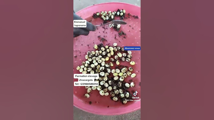 Les étapes pour incuber les œufs d'escargots