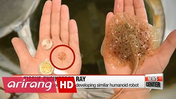 Scientists develop robotic stingray powered by light-activated muscle cells