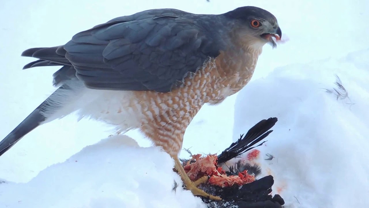 Cooper's Hawk Dining on Common Grackle 