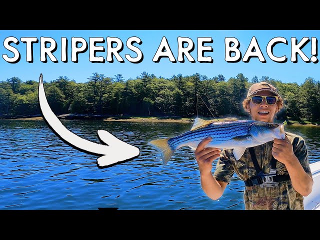 The Stripers are Back in Town!  Striper Fishing in Maine 