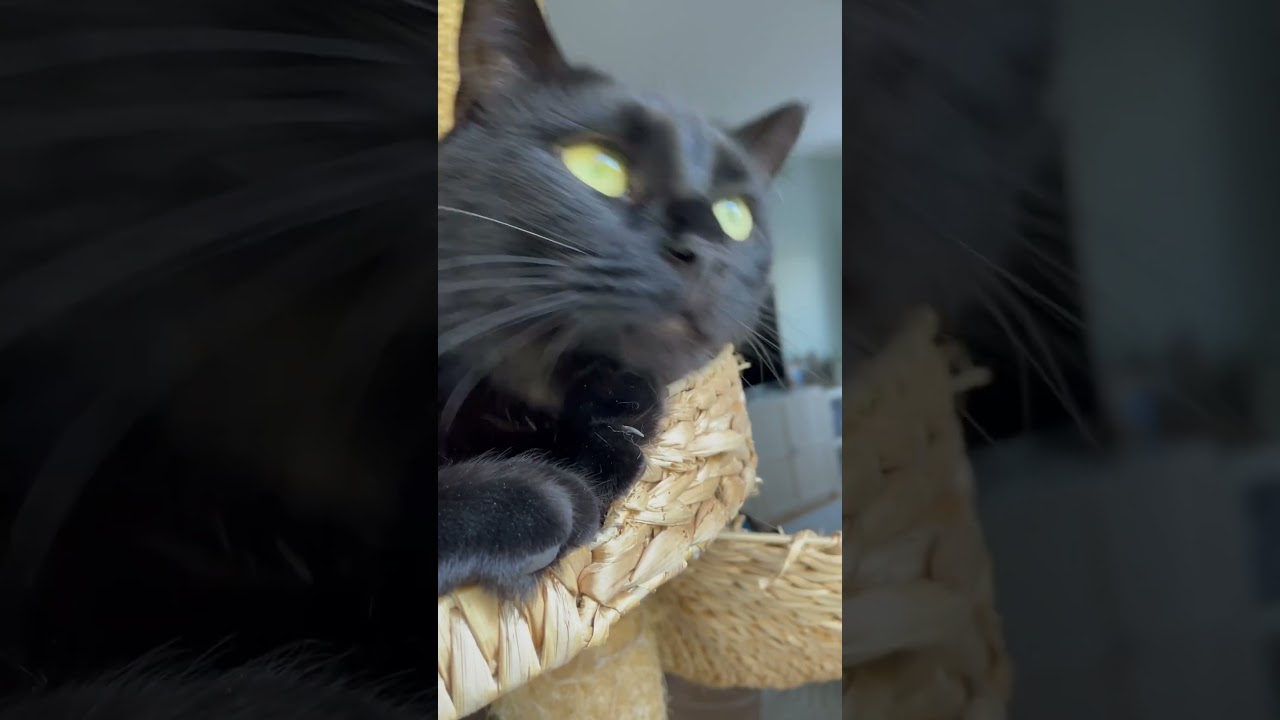 О чем думает шведский кот 