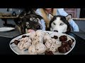 DIY Cookies N Cream Ice Cream For Dogs!