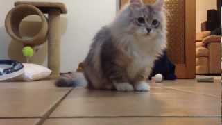 Super cute siberian kitten chases biscuits