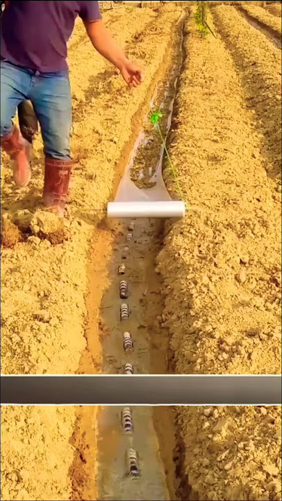 How is sugarcane grown in China? #interesting #canes #sugar #china #shorts #fyp