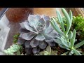 Succulent terrarium and its maintenance. My succulents garden in a spherical glass aquarium.