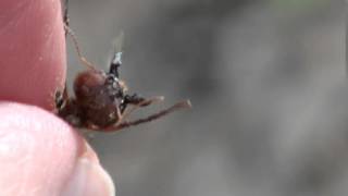 Leafcutter soldier ant jaws