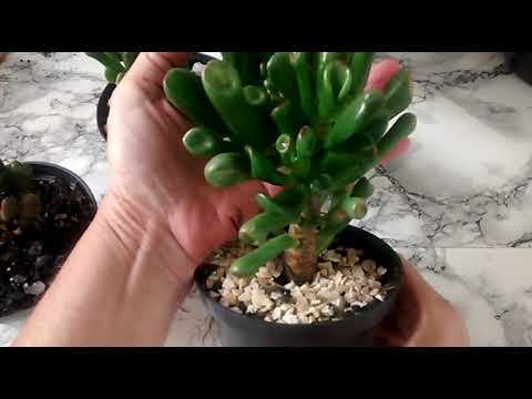 CUIDADOS com a ORELHA DE SHREK (Crassula Ovata Gollum) | Suculentas | Canal  Brota Broto - thptnganamst.edu.vn