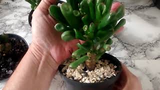 CUIDADOS com a ORELHA DE SHREK (Crassula Ovata Gollum) | Suculentas | Canal  Brota Broto - thptnganamst.edu.vn