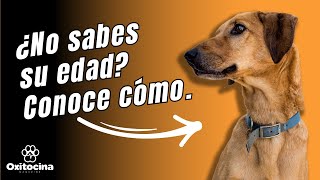 Cómo saber  o calcular la edad de tu perro. by Oxitocina Magazine 1,386 views 3 weeks ago 6 minutes, 12 seconds