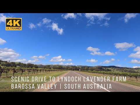 [4K] Scenic Drive to Lyndoch Lavender Farm Barossa Valley | South Australia