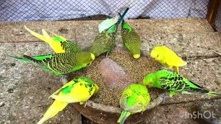 Parrot Winter food Bird Winter food | Bird food vlogs birds viral