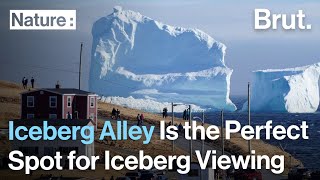 Iceberg Alley Is the Perfect Spot for Iceberg Viewing screenshot 1