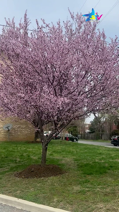 Miti ya spring time ￼inavyochanua Maua, M.D