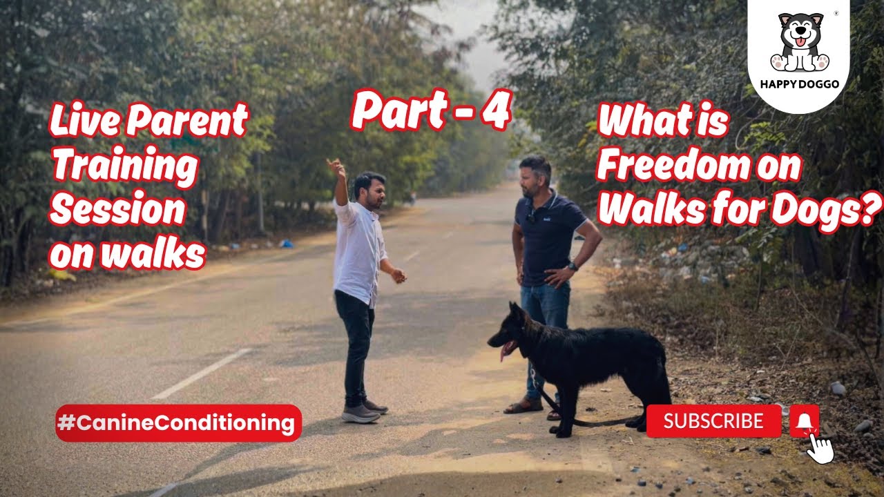 How Purposeful Freedom Builds Reliable Dogs, German Shepherd Leashless Training