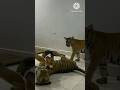 The dog bullies tiger vs 