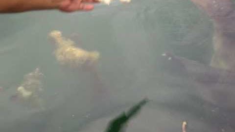 Feeding a pretty Giant Soft shell Turtle.