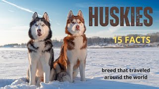 15 Facts About Huskies | The Breed That Traveled Around The World From Russia To Russia