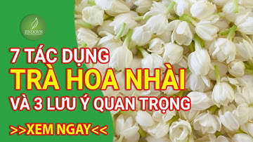 Tác dụng và lưu ý trước khi sử dụng trà hoa nhài