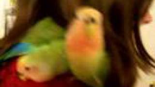 Fruity Lovebird Babies