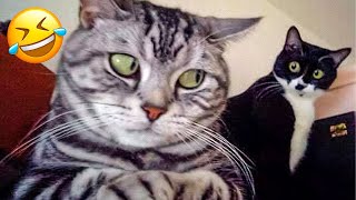 New Funny Animals 😂 Funniest Cats and Dogs Videos 😺🐶 # 25