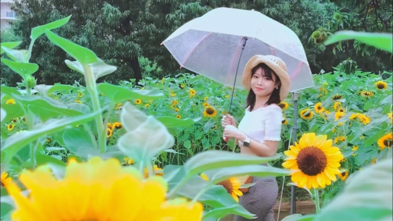 Iphone ひまわり畑 どこでもドアのように好きな場所に瞬間移動できればいいのに Shorts Youtube