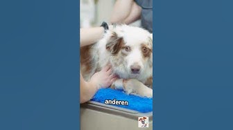 Australian Shepherds: Die cleversten Hunde der Welt! 🧠🐕 #Shorts #AustralianShepherd thumbnail