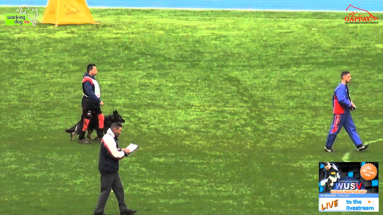 フンデルトヴァッサー 日本 WUSV 2014 - Chris spod Lazov C