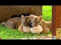 Cute Tiger Cubs Pose For Cameras | Tigers About The House | BBC