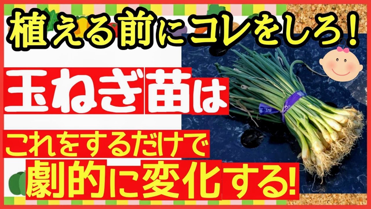 たまねぎ坊や  Dr.5 基本編 子供の第5層を覚醒させる方法 maxresdefault.jpg