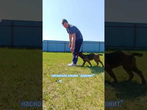 Как научить щенка подходить к ноге для команды рядом