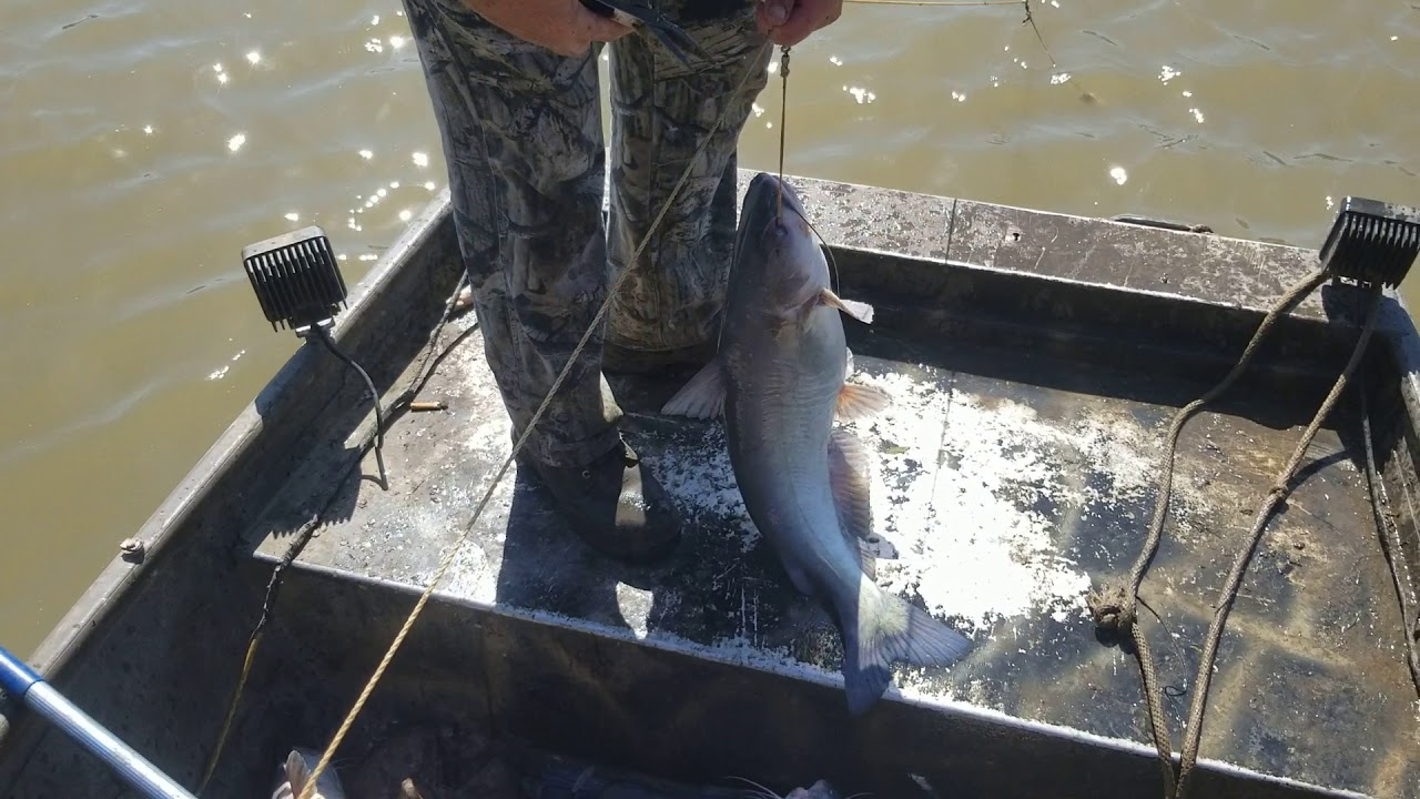 Catfish line 3 on the Mississippi river YouTube