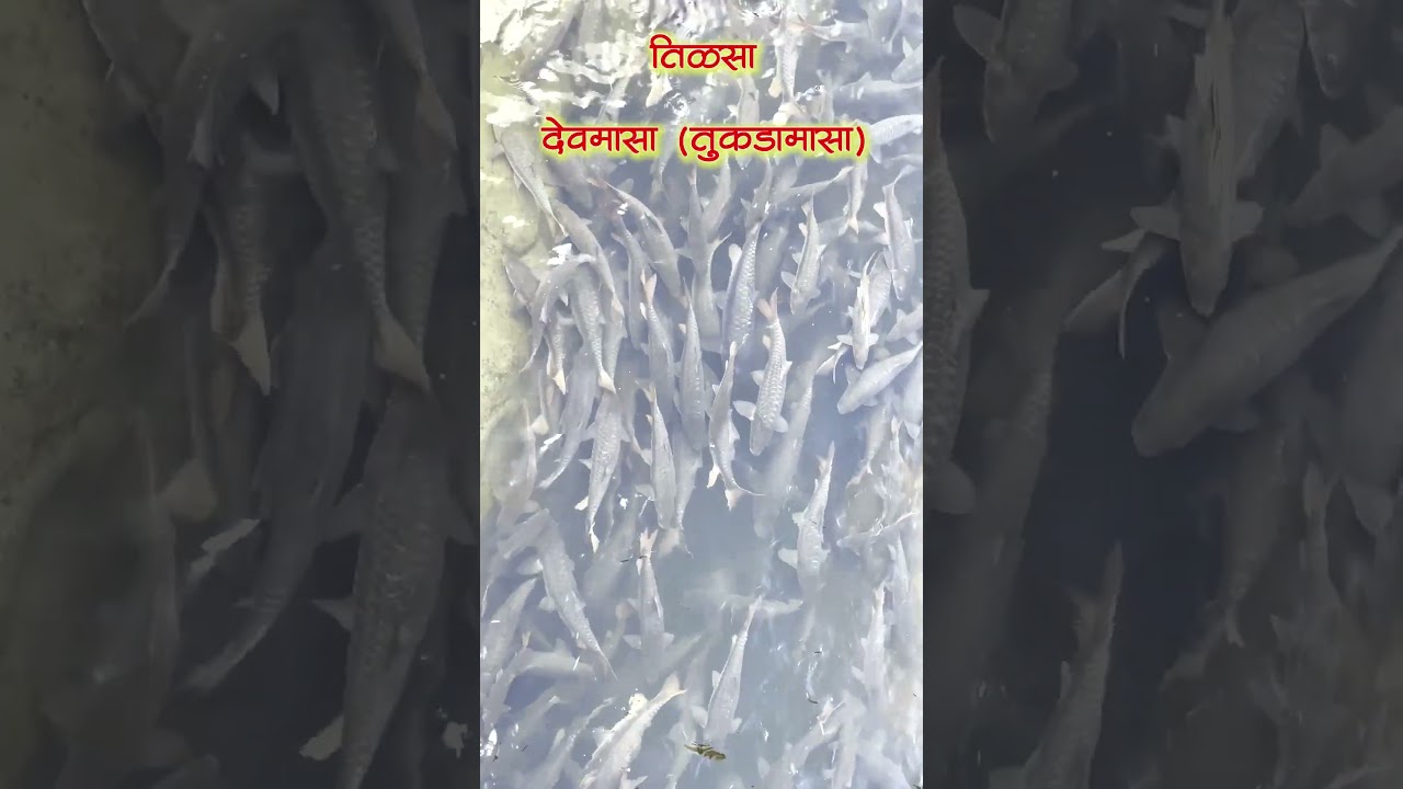 Tilasa god fish / तीलसा देवमासे / fish pond (तीळसे) वाडा - 2023 