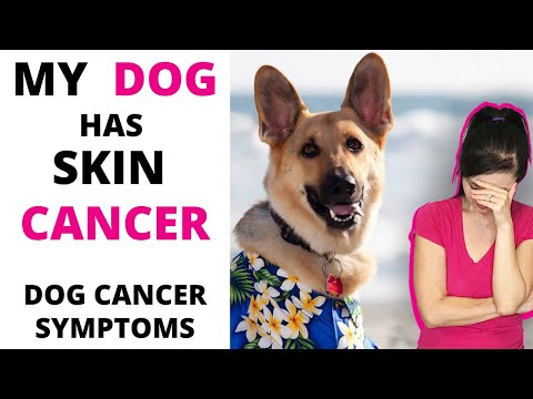 Video: My Cat Beat Skin Cancer (Feline Subcutaneous Hemangiosarcoma)