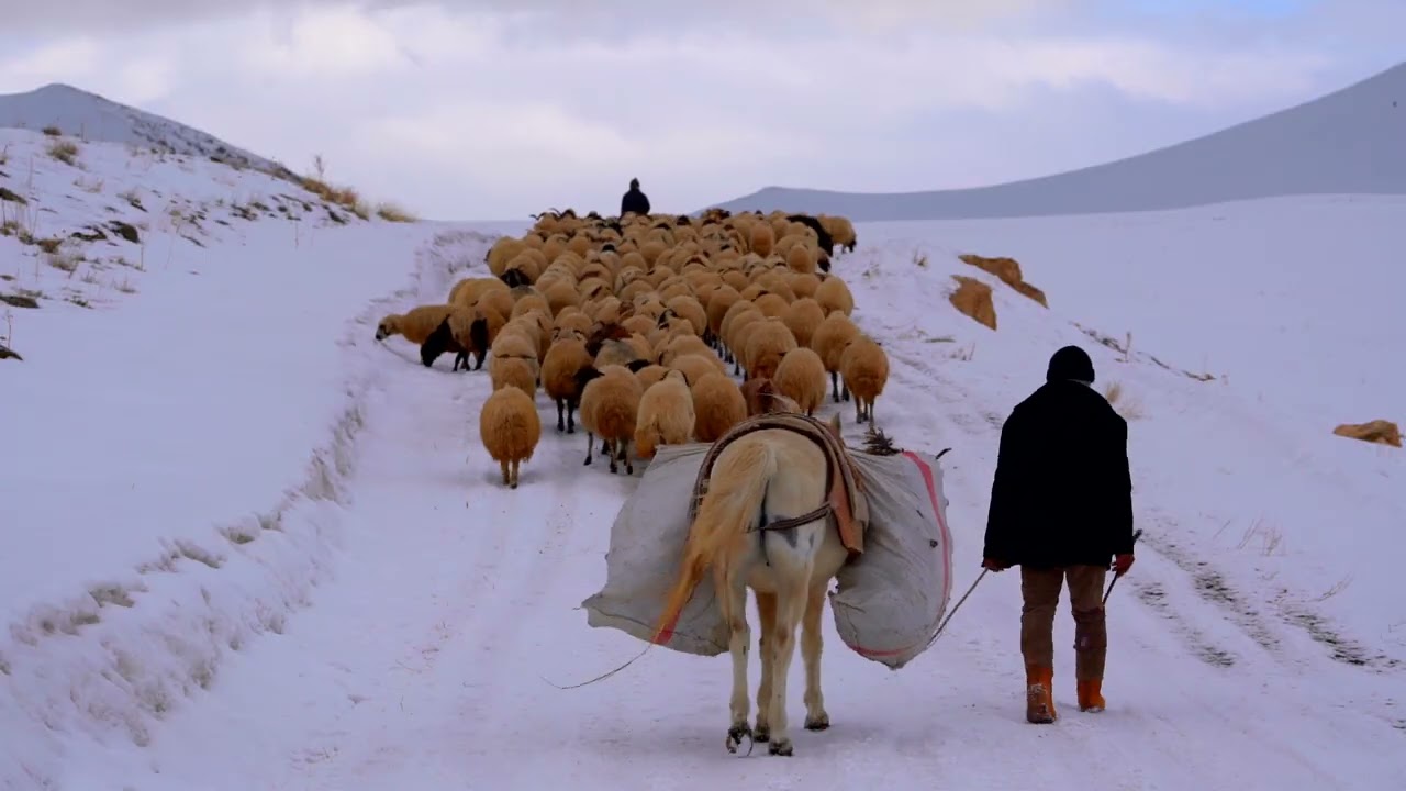Peaceful Journey over Zap River: Sheep Herd Crossing the Suspension Bridge/HAKKARİ-VAN